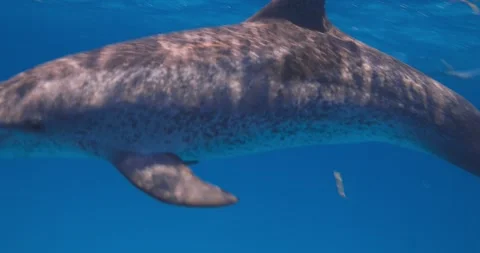 Curious Atlantic spotted dolphins swim steadily through clear tropical blue Stock Footage 342096233