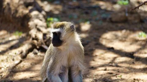 A Curious Baboon Exploring its Natural Habitat in the Heart of Africas Wild Stock Photos