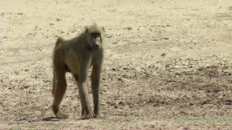 Curious Baboon 스톡 동영상 47452930