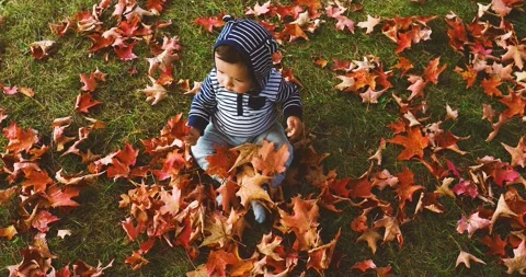 Curious Baby Boy Sitting on Fallen Colorful Leafs Stock Footage 140699747