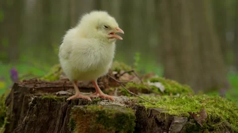 A Curious Baby Chick is Actively Exploring the Beautiful Nature found on a Tree Stock Footage 309333659