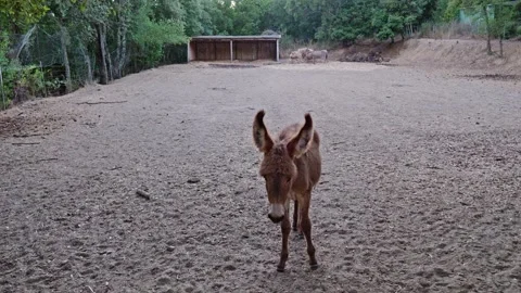 Curious baby donkey approaching the camera Stock Footage 345664377
