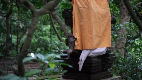 Curious baby monkey climbing hindu shrine in bali forest monkey forest ubud Stock-Footage 330767459