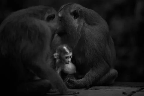 Curious Baby monkey Stock Photos