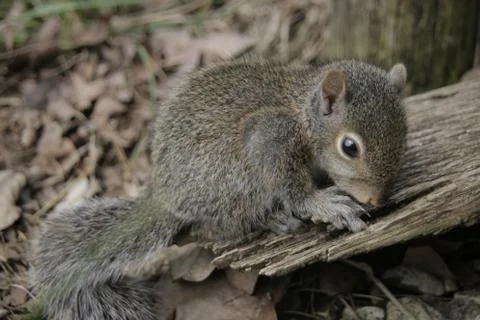 Curious Baby Squirrel Stock Photos