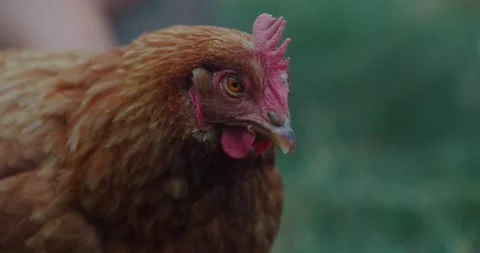 Curious Backyard Chicken 4K 48FPS Stock Footage 158760213