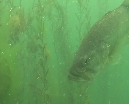 Curious Bass Stock Footage 903807