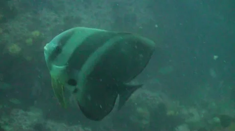 Curious batfish swimming in current Stock Footage 33069998
