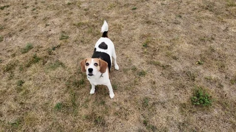 Curious beagle dog exploring dry grass field from above Stock Footage 342879328