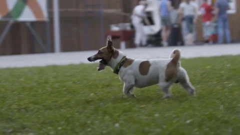 Curious beagle dog run at grass, chase moving camera, slow motion shot. Long 스톡 동영상 129834839