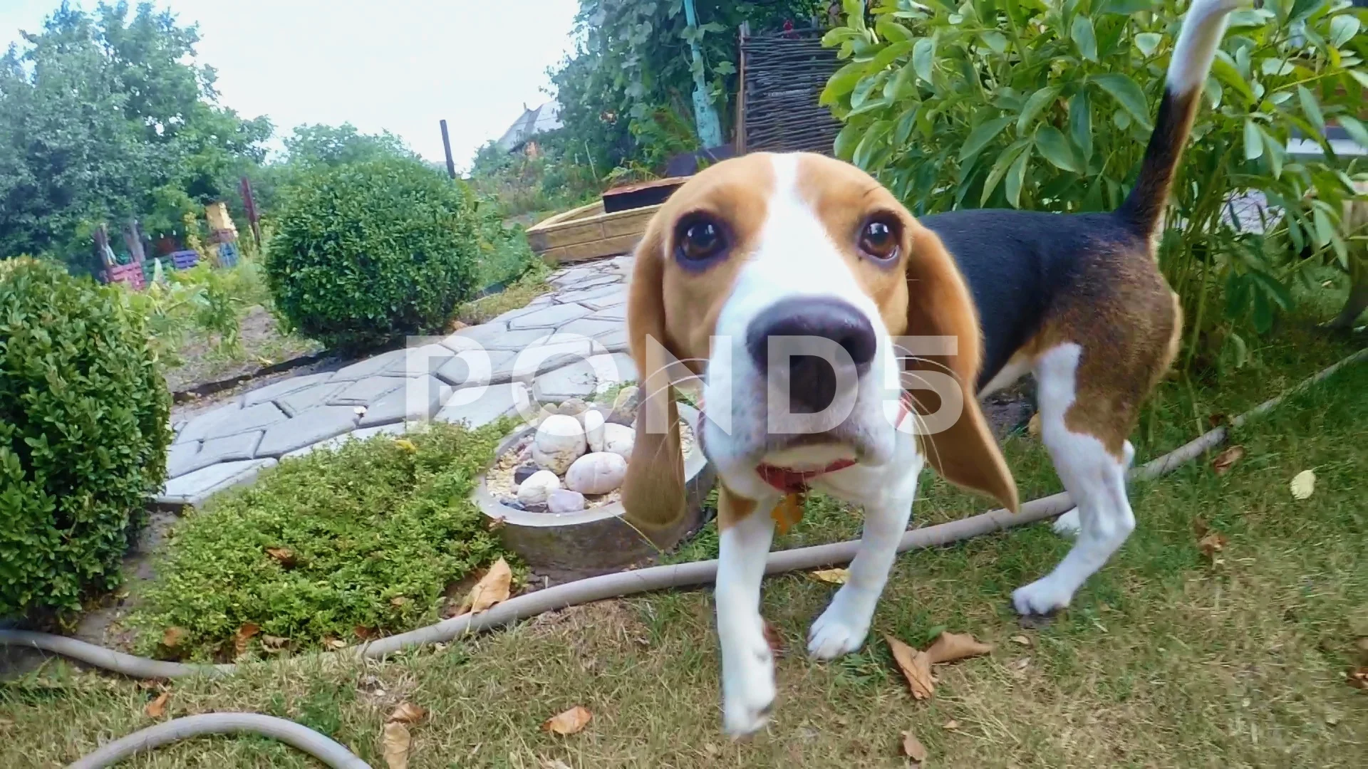 https://images.pond5.com/curious-beagle-dog-sniffing-camera-119845783_prevstill.jpeg