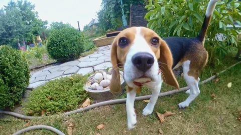 Curious beagle dog sniffing camera during the walk. Dog training Stock Footage 119845783