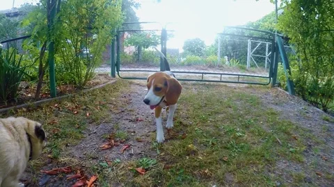 Curious beagle dog sniffing camera during the walk. Dog training Stock Footage 119845813
