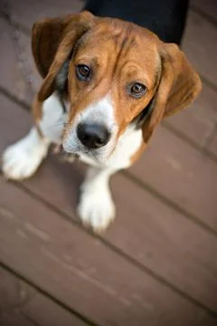 Curious Beagle Stock Photos