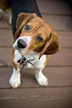 Curious Beagle Stock Photos
