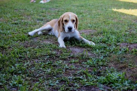 Curious beagle relaxes on a grassy patch during a sunny afternoon in the park Stock Photos