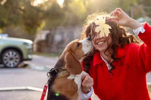 Curious Beagle Sniffing Maple Leaf Near Smiling Woman Stock Photos