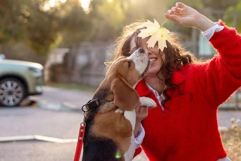Curious Beagle Trying to Bite Yellow Maple Leaf Stock Photos