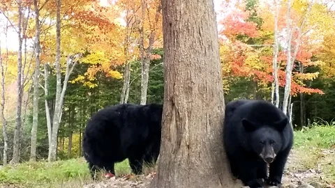 Curious bear attacks photographers camera Video stock 109388230