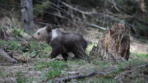 Curious bear cub playing and smelling Stock Footage 254397630