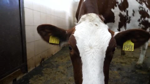 Curious beautiful cow looking into camera at milk factory. Portrait of kine Stock Footage 301882916