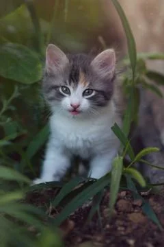 A curious beautiful multi-colored kitten is looking at the camera Stock Photos