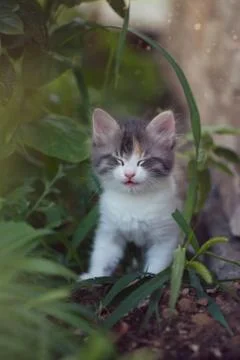 Curious beautiful multi-colored kitten hid and squinted in the bushes Stock Photos