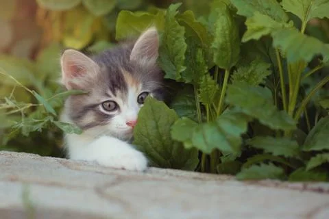 A curious beautiful multi-colored kitten hid in the bushes and looks Stock Photos