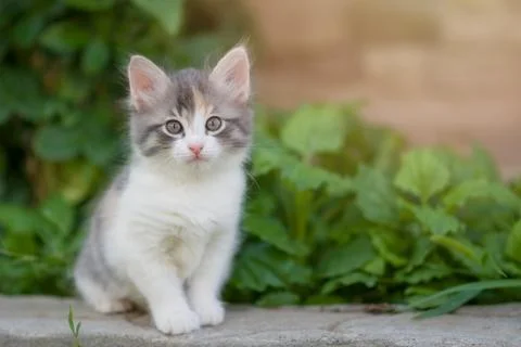 A curious beautiful multi-colored kitten sits in the backyard. Copyspace Stock Photos