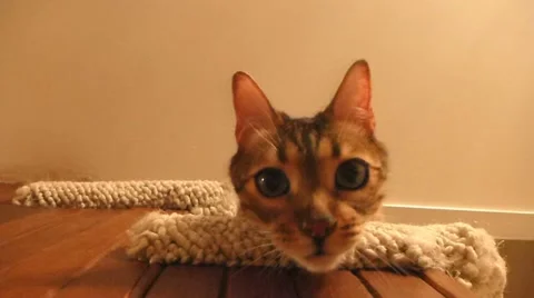 Curious Bengal Cat 1 Stock-Footage 12018047