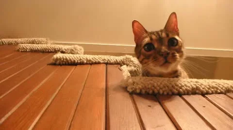 Curious Bengal Cat 2 Video stock 12018064