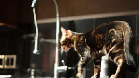 Curious bengal cat kitten jumps up onto a countertop Stock Footage 225561504