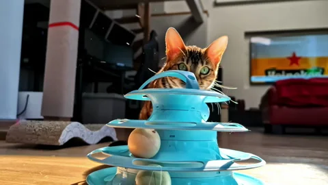 Curious Bengal cat watches a rolling ball inside a blue interactive toy on a 스톡 동영상 333322859