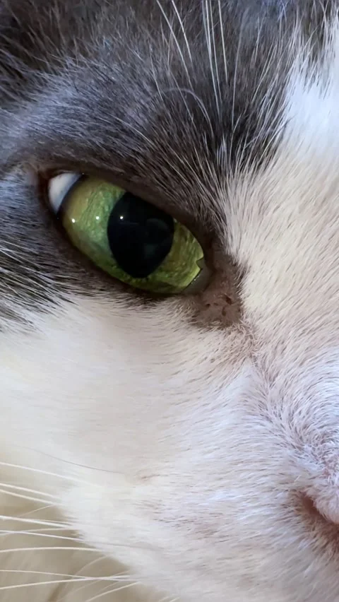 Curious big green cat eyes close-up head. Funny cute cat fluffy muzzle macro Stock Footage 311990715