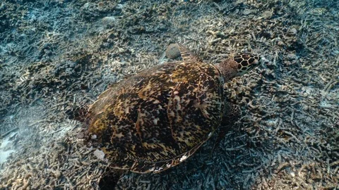 Curious big loggerhead sea turtle (Caretta caretta) swimming close to the camera Stock Footage 120918688