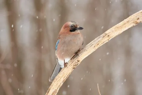 Curious bird, eurasian jay, sits on a dry oak branch in a forest park under f Stock Photos