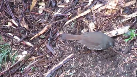 Curious Bird Stock Footage 348527877