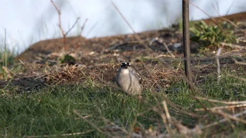 Curious bird looks at camera. Stock-Footage 123445635