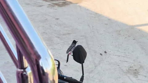 Curious Bird Perched on Motorcycle Mirror in Urban Area Stock Footage 323903203