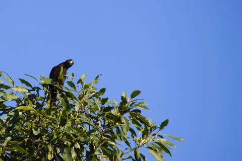 Curious bird Stock-Fotos