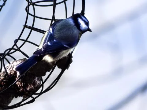 Curious bird Stock Photos