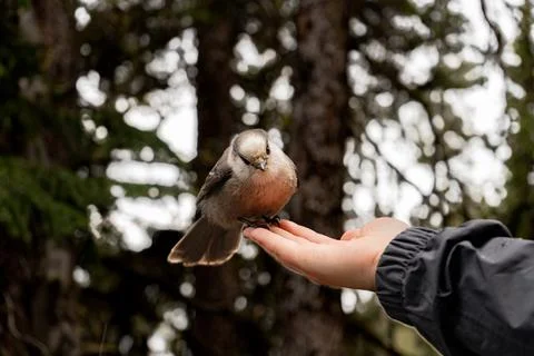 Curious bird resting on hand Stock Photos