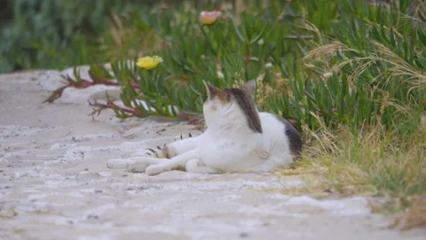 A curious black and white cat exploring its surroundings outdoors in 4K slo.. Stock Footage 291167571