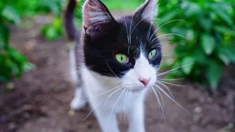Curious black and white cat exploring a green garden Stock Footage 307129850