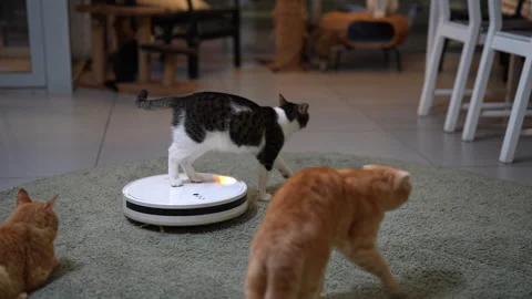 Curious black and white cat stands on white robotic vacuum cleaner, suddenly Stock Footage 342737744