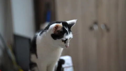 Curious black and white cat moving its ears and looking around sitting indoors Stockbeeldmateriaal 342737962
