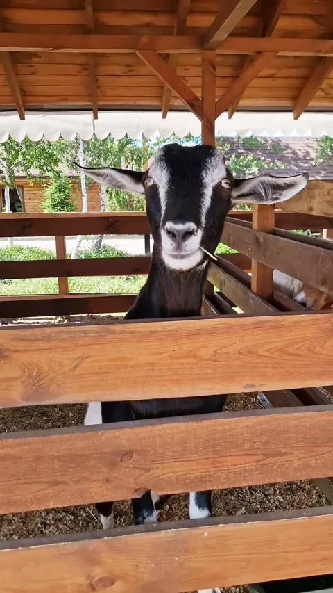 Curious Black and White Goat Looking at Camera Through Wooden Fence Stock Footage 339085475