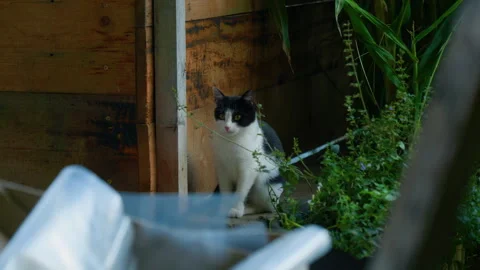 Curious Black and White Kitten Exploring Mountain Farm Stock Footage 320192818
