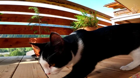 Curious Black and White Kitten Discovering a Wooden Balcony for the First Time Stock Footage 342489902
