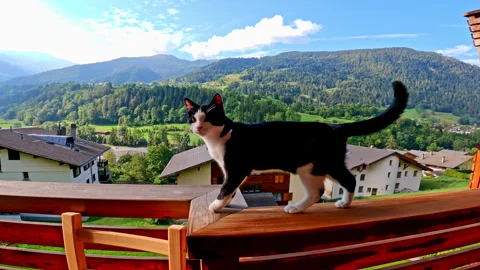 Curious Black and White Kitten Exploring a Wooden Balcony Outdoors Vídeo Stock 342490564